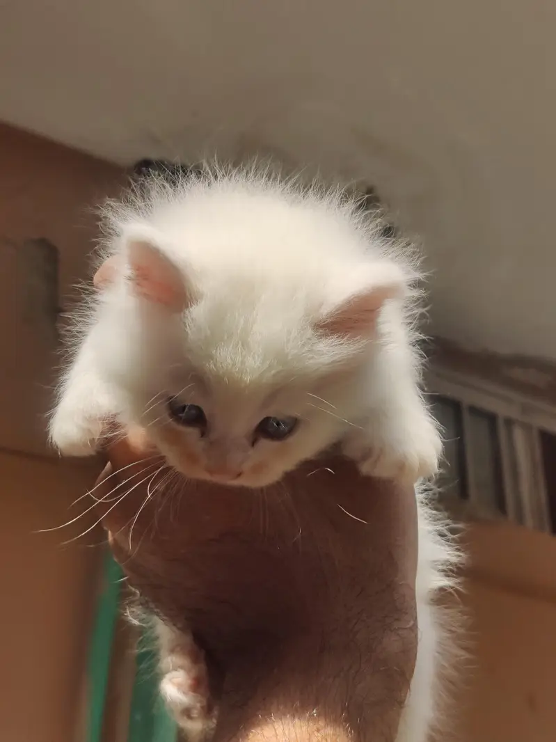 white persian pair — photo 6
