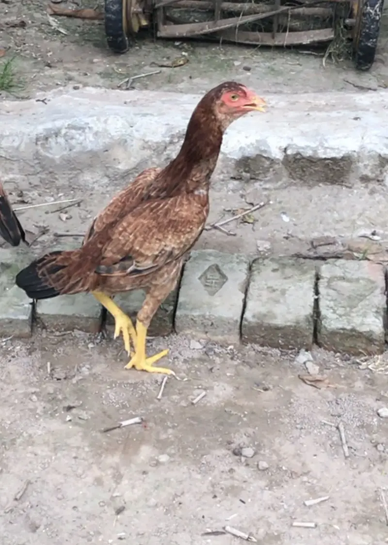 Aseel murghian pathi for sale hens , murgha murgi patha — photo 4