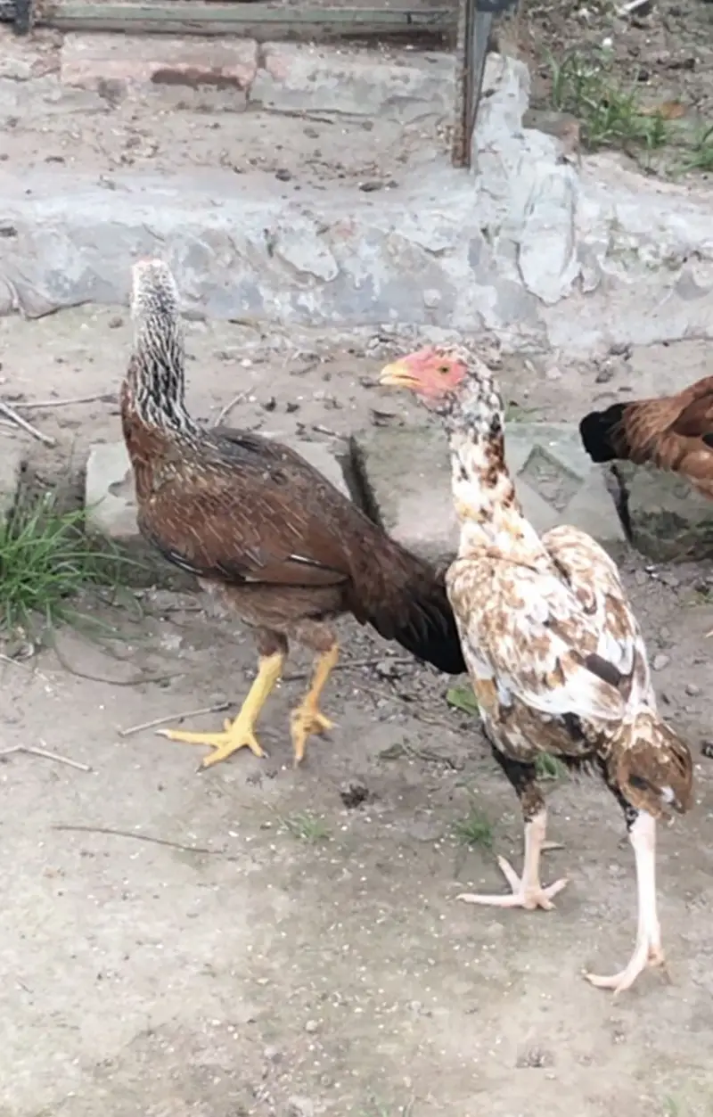 Aseel murghian pathi for sale hens , murgha murgi patha — photo 3
