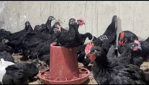 Australorp Hen | Australop | Austrolorp Chick | Austrolop | Egg Laying