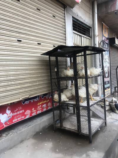 chicken cadge