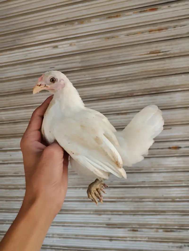 Japanese bantam white and silver — photo 2