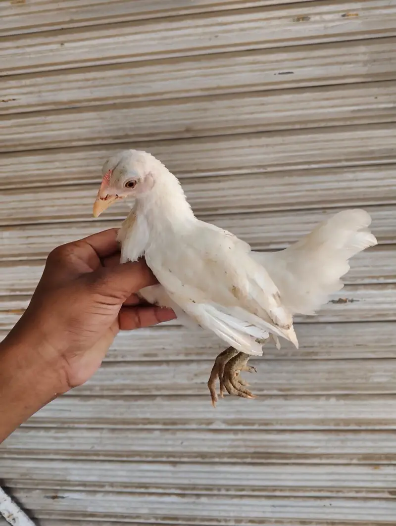 Japanese bantam white and silver — photo 3