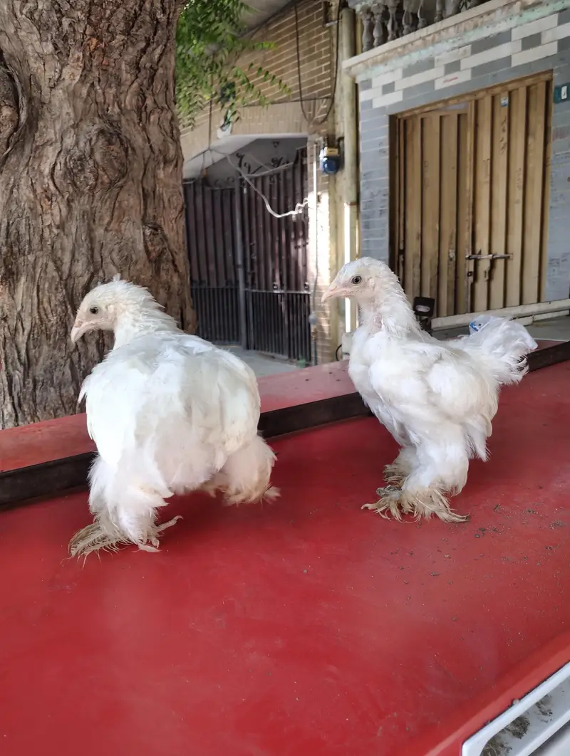 Japanese bantam white and silver — photo 4