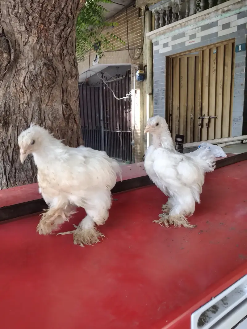 Japanese bantam white and silver — photo 5