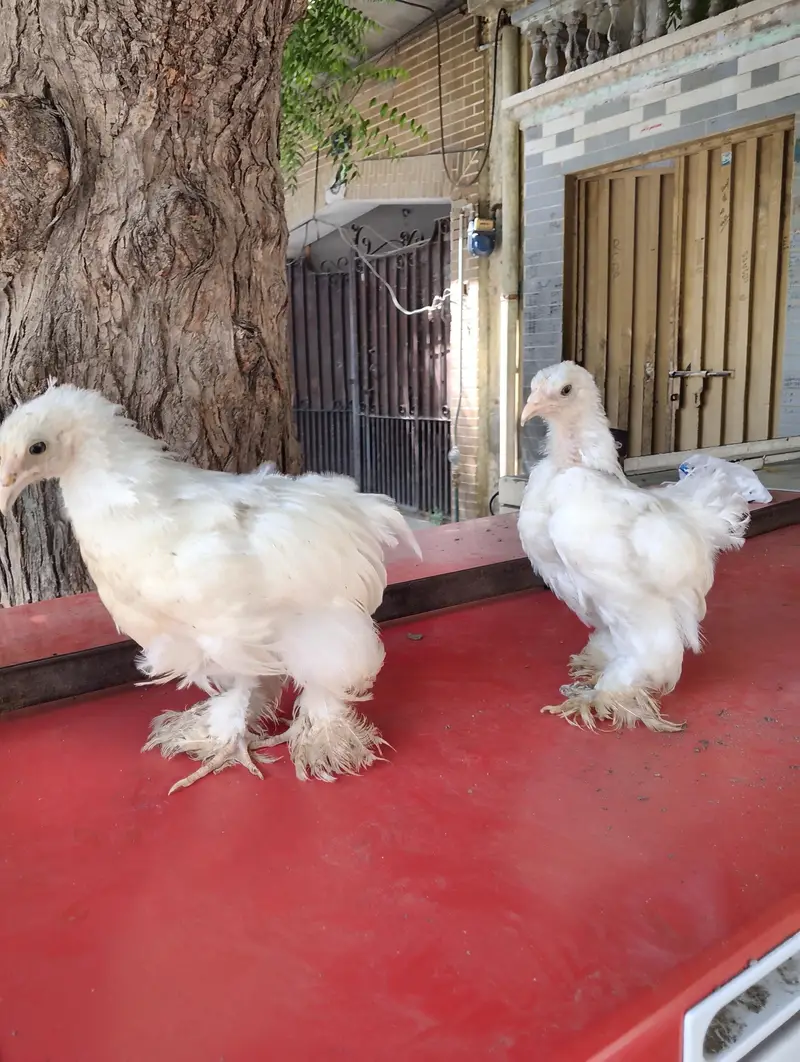 Japanese bantam white and silver — photo 6