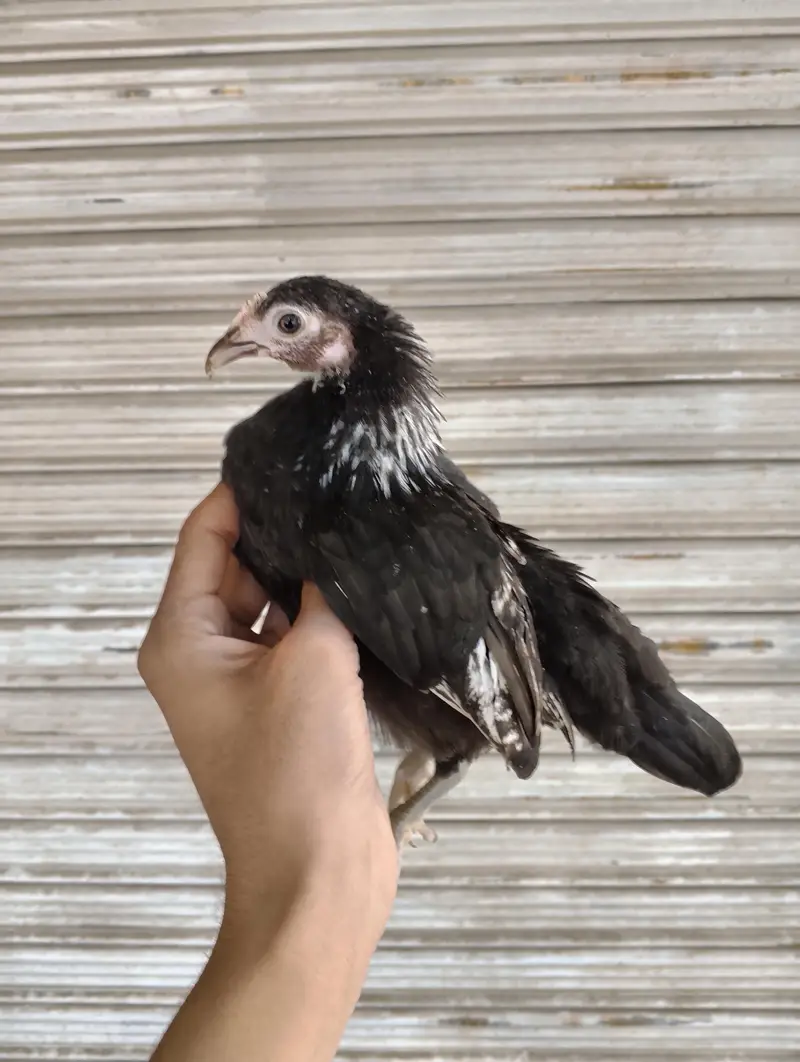 Japanese bantam white and silver — photo 7