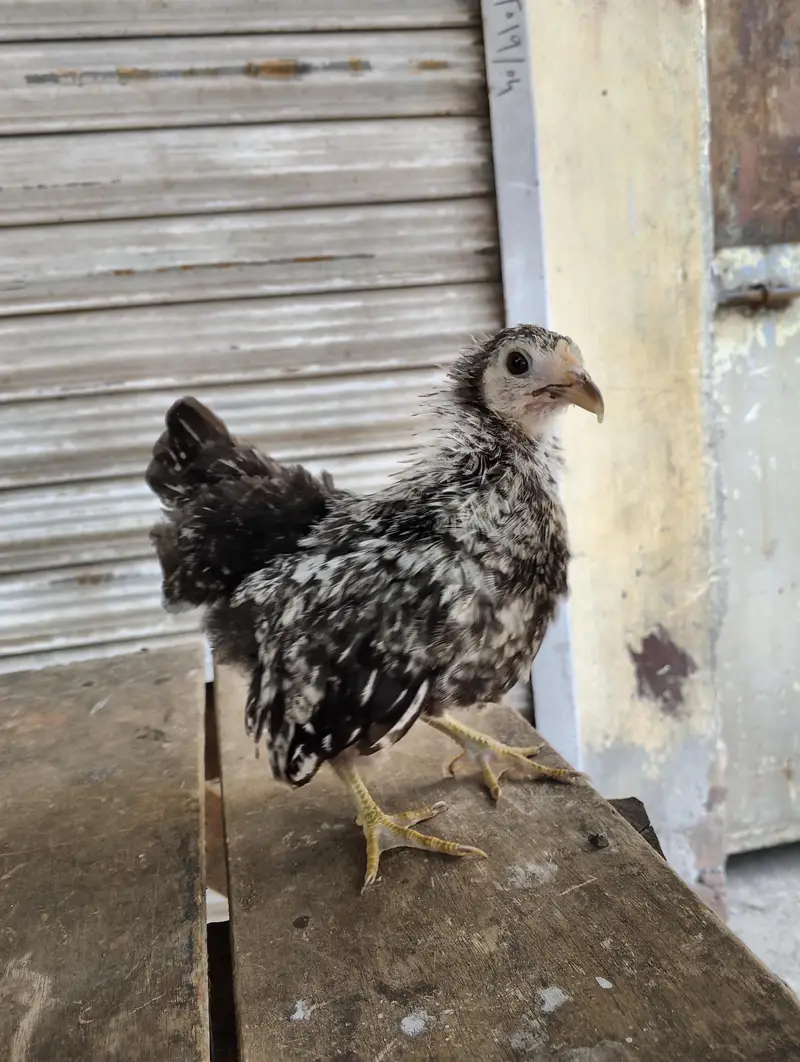 Japanese bantam white and silver — photo 8