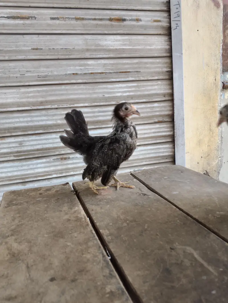 Japanese bantam white and silver — photo 9