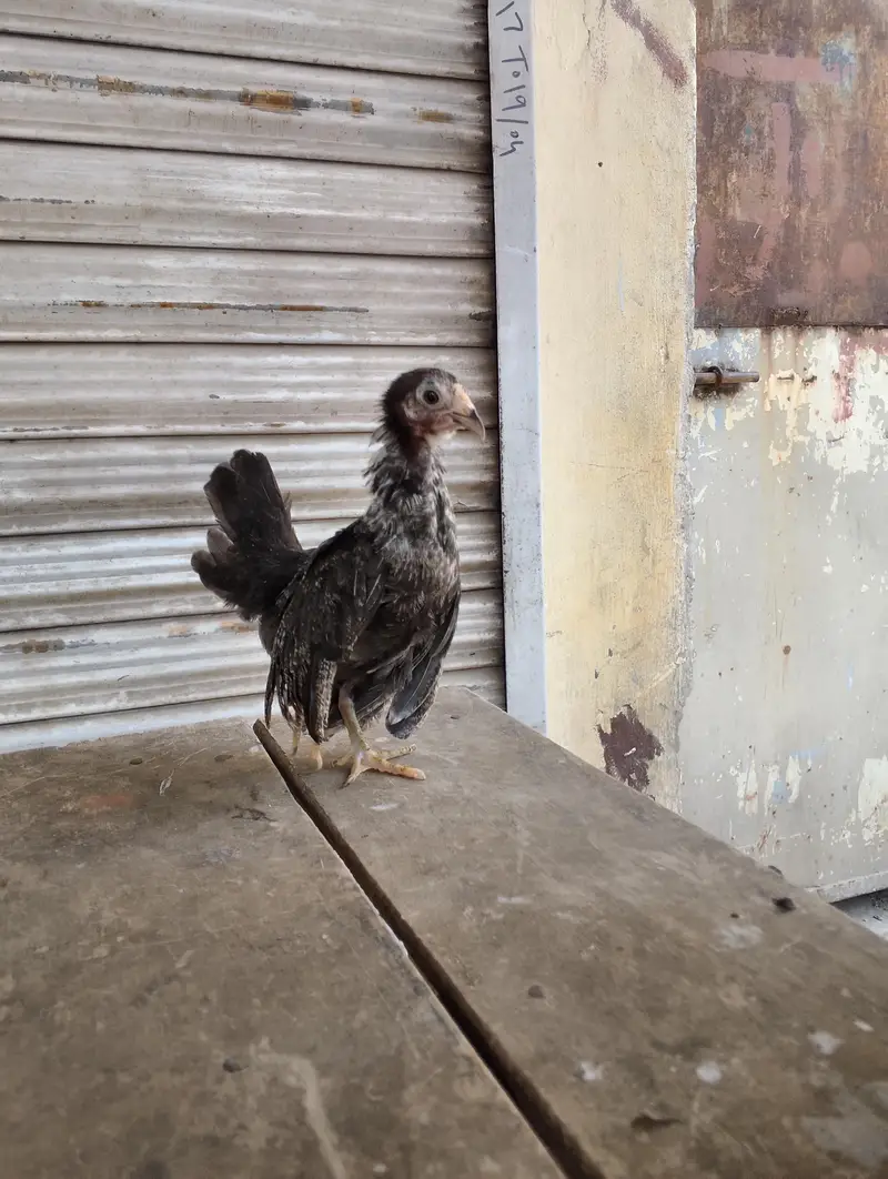 Japanese bantam white and silver — photo 10