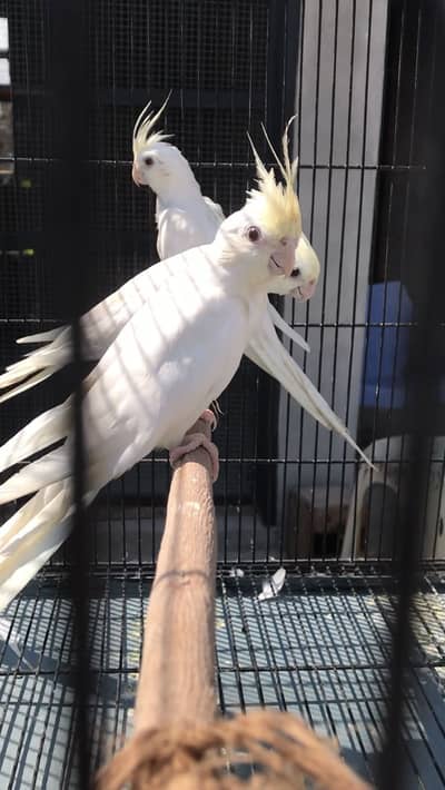 Creamface Cockatiel Females