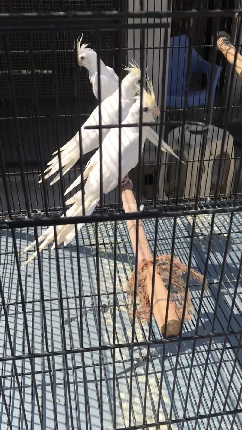 Creamface Cockatiel Females — photo 2