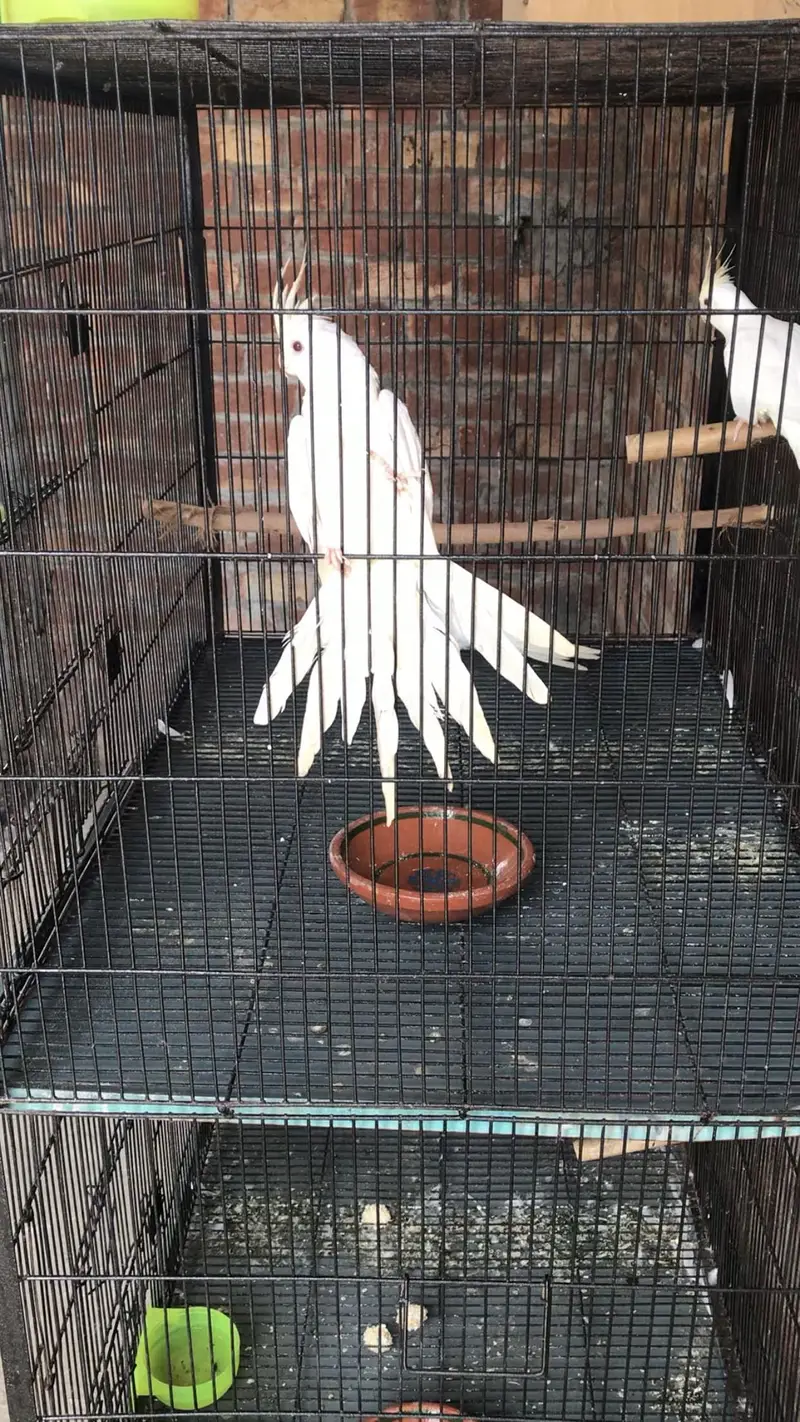 Creamface Cockatiel Females — photo 3