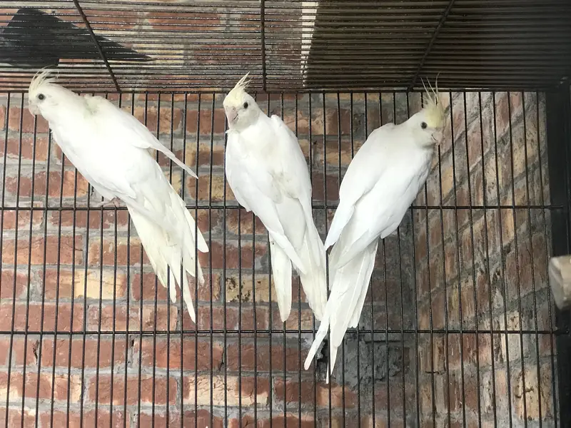 Creamface Cockatiel Females — photo 4