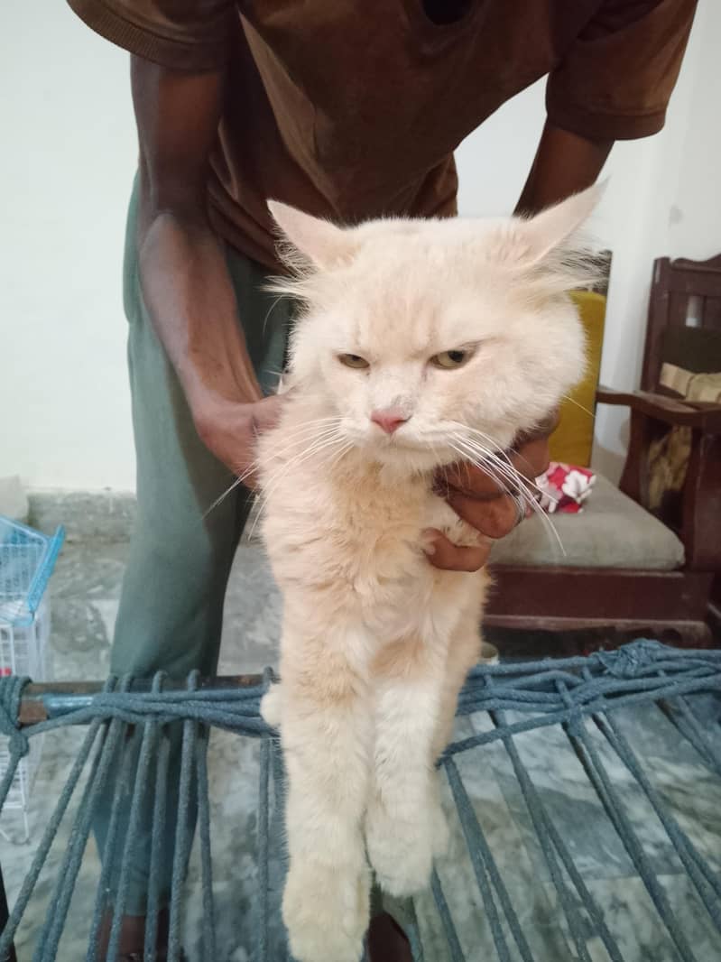 persian cat 0