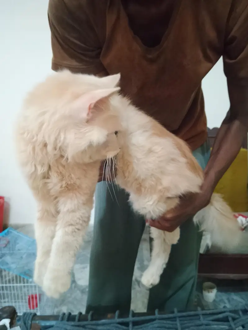 persian cat — photo 2