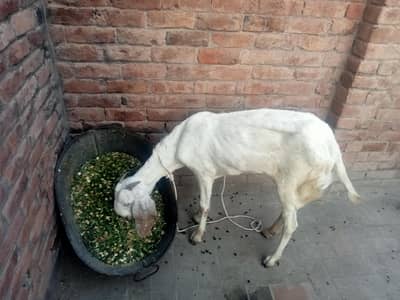 Beautiful goat