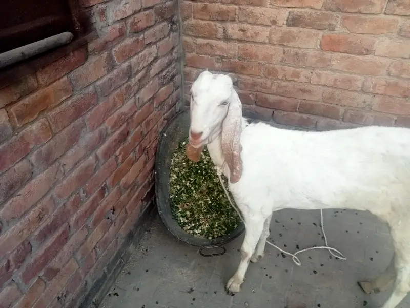 Beautiful goat — photo 2