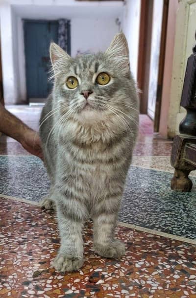 Persian CAT