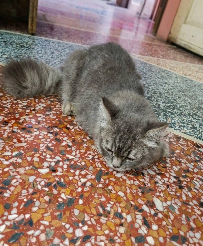 Male Persian Grey CAT 1