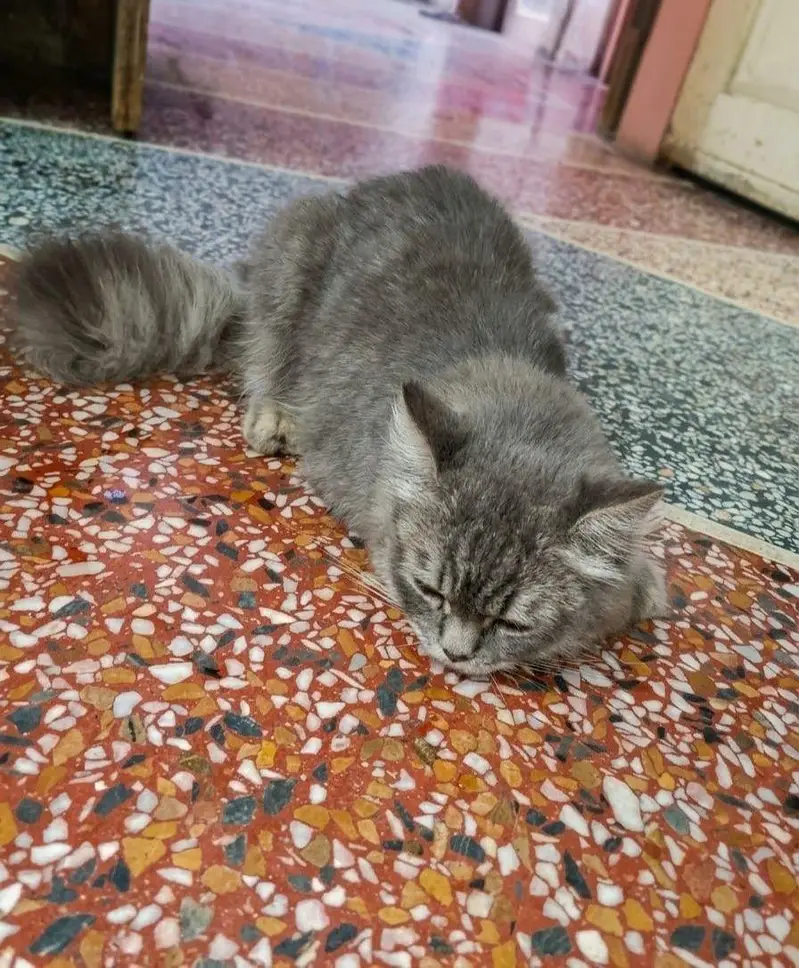 Male Persian Grey CAT — photo 2