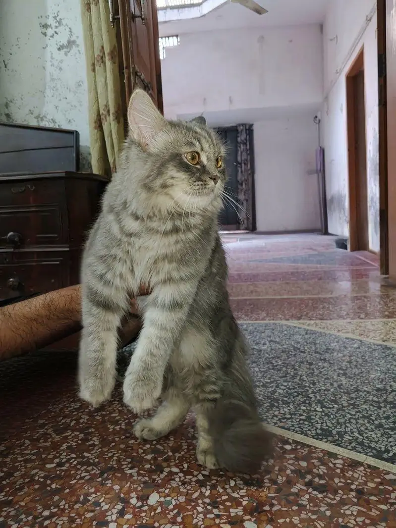 Male Persian Grey CAT — photo 3
