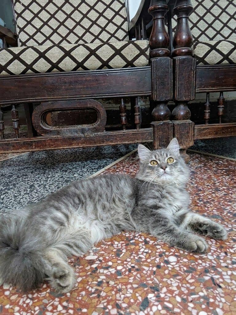 Male Persian Grey CAT 3