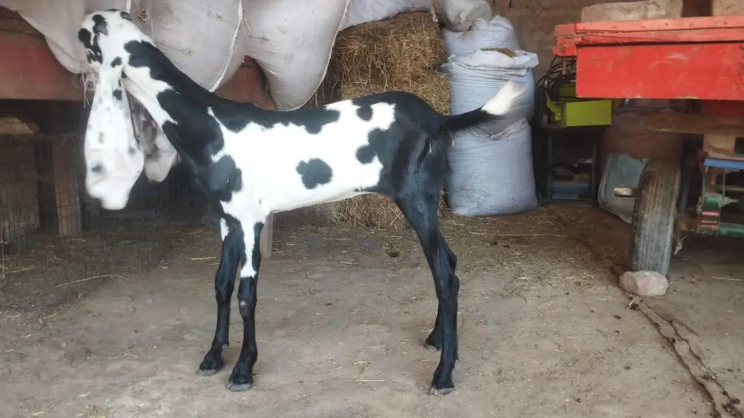 شوق والی بکریاں پیور امرتسری بیتل — photo 2