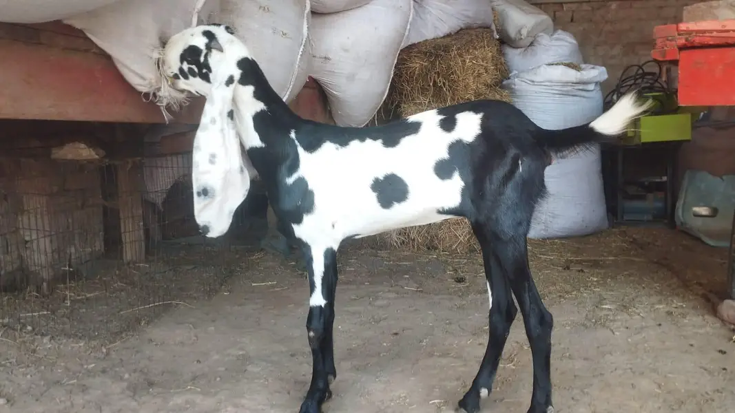شوق والی بکریاں پیور امرتسری بیتل — photo 3