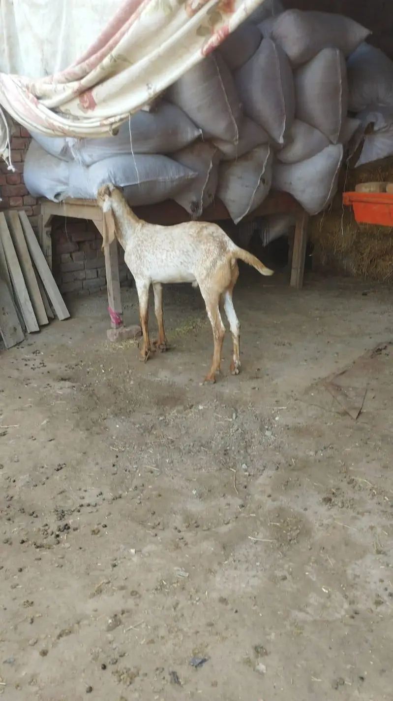 شوق والی بکریاں پیور امرتسری بیتل — photo 8