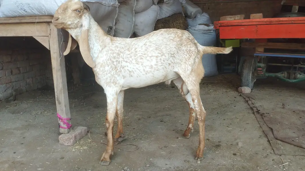 شوق والی بکریاں پیور امرتسری بیتل — photo 9