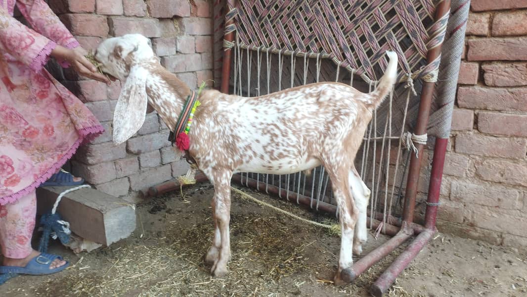 شوق والی بکریاں پیور امرتسری بیتل 10