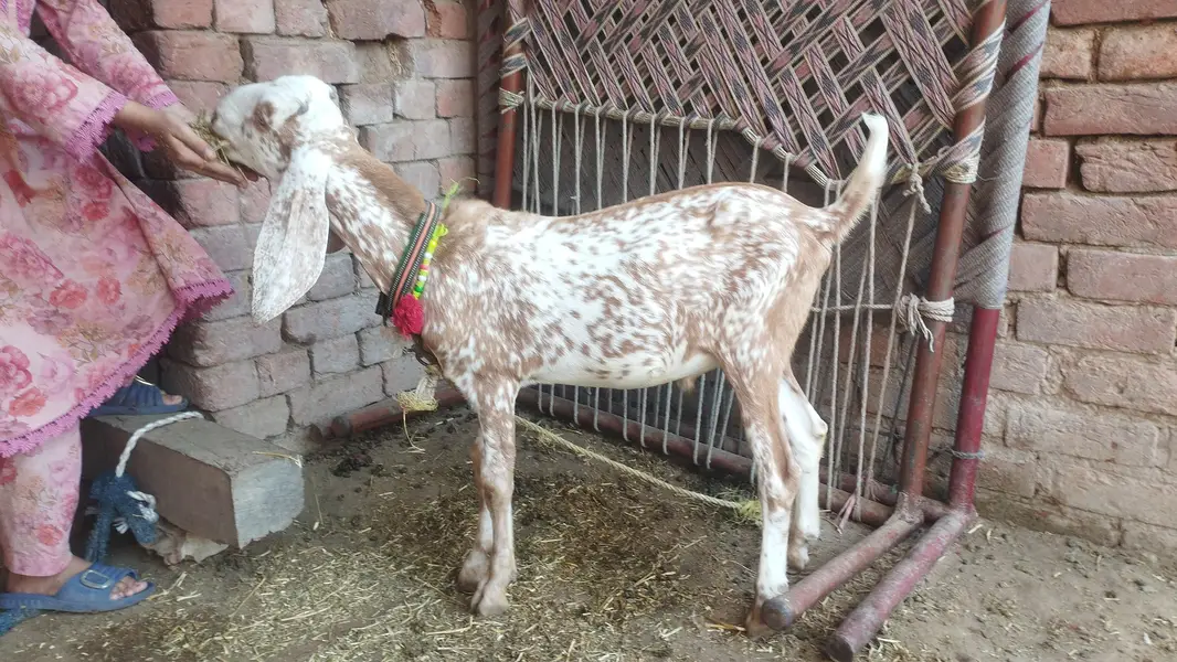 شوق والی بکریاں پیور امرتسری بیتل — photo 11