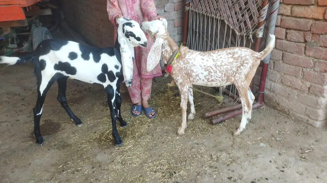 شوق والی بکریاں پیور امرتسری بیتل — photo 12