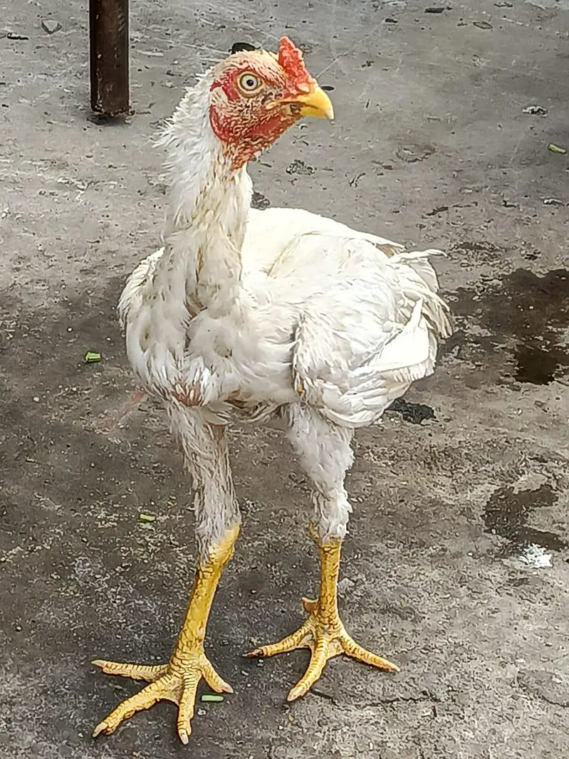 Hira murga loghit achi nasal ka janwar white eye 03249430851 — photo 3