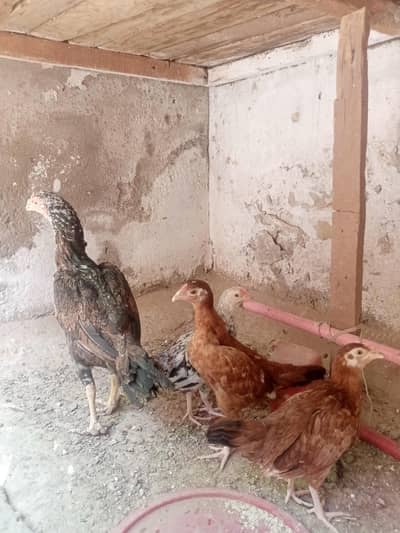 aseel with chiks