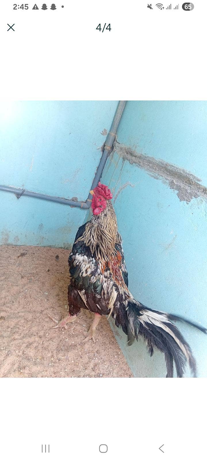 MUSHKA 0