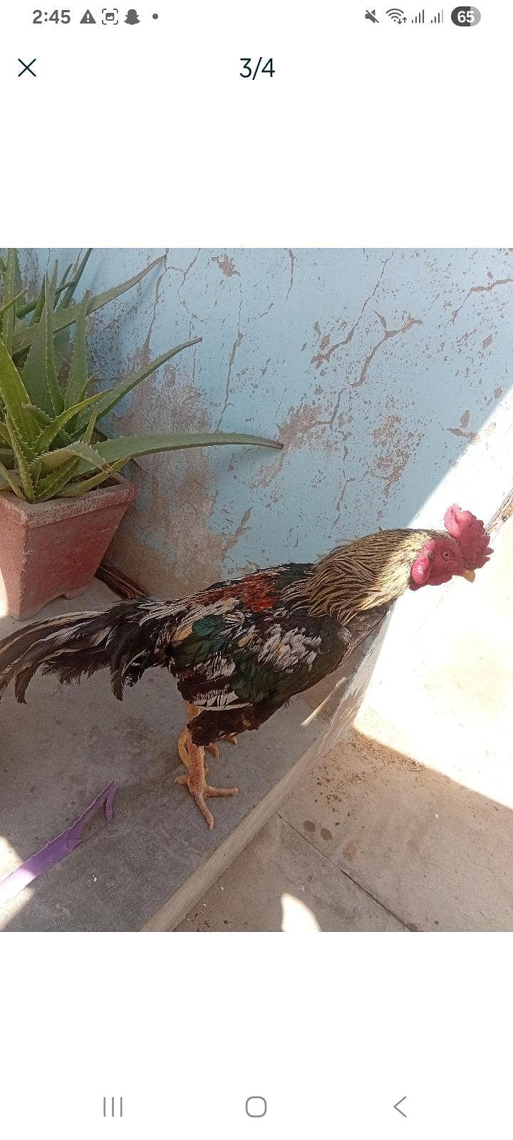 MUSHKA 1
