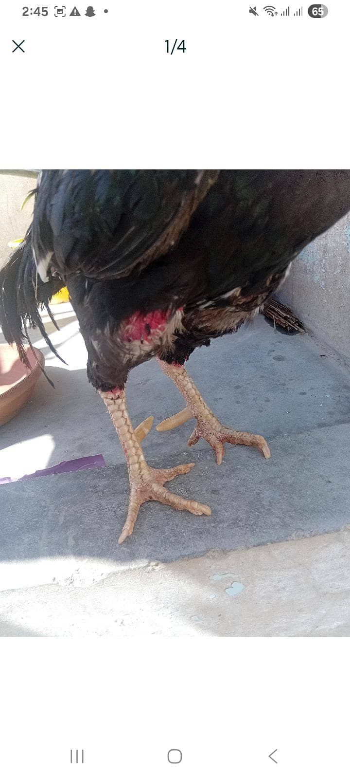 MUSHKA 2