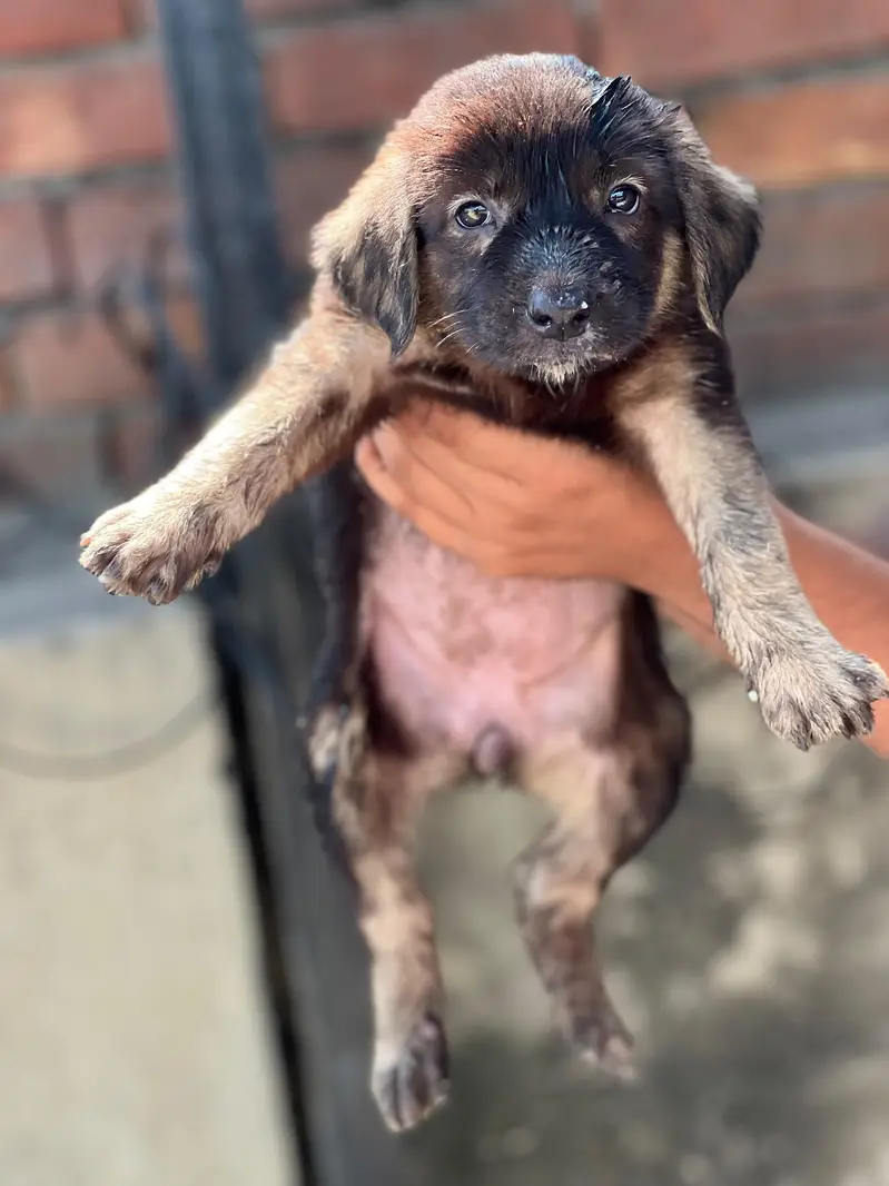 German shepherd puppy — photo 2