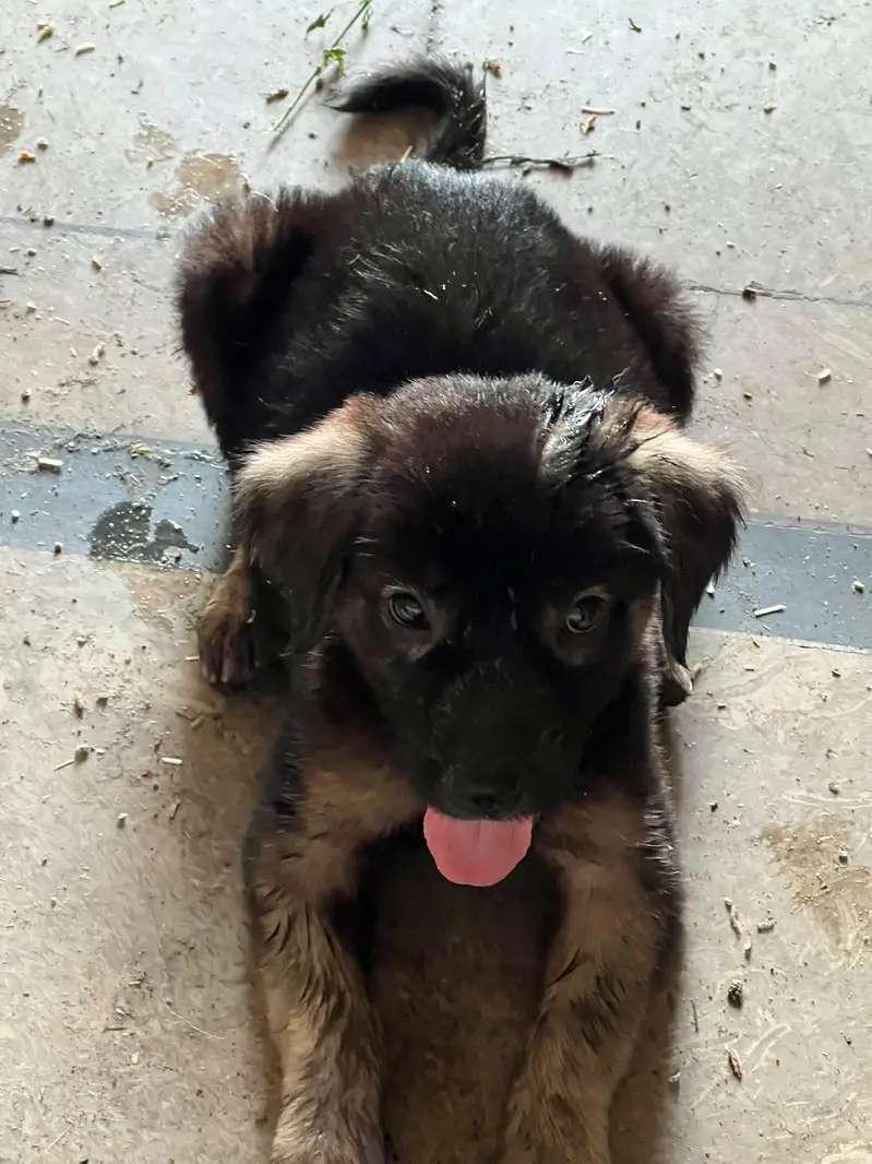 German shepherd puppy — photo 3