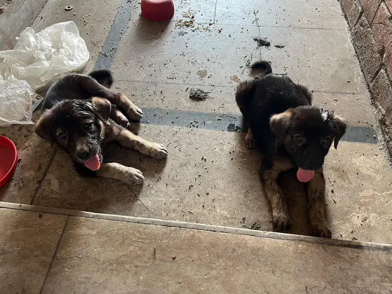 German shepherd puppy — photo 4