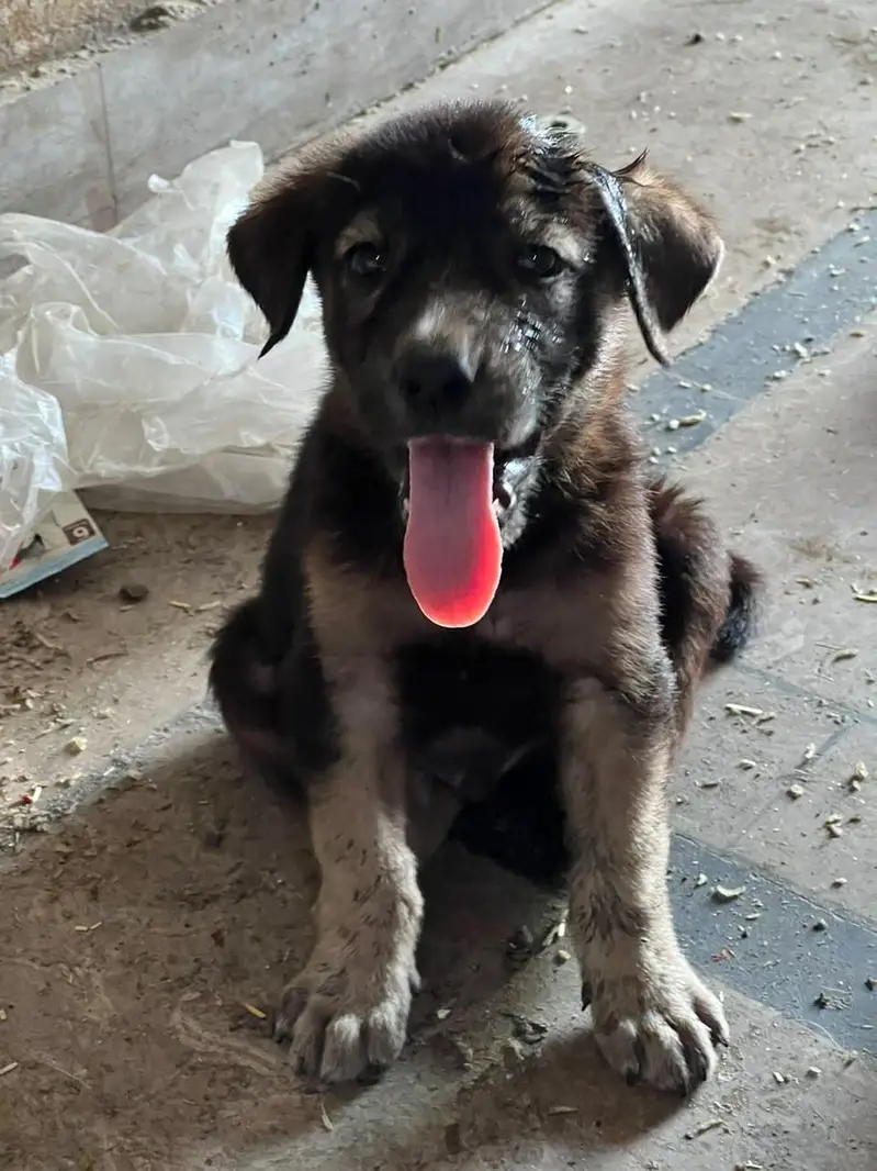 German shepherd puppy — photo 5