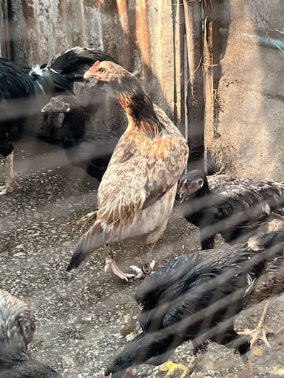 Aseel Mianwali Murgi for sale