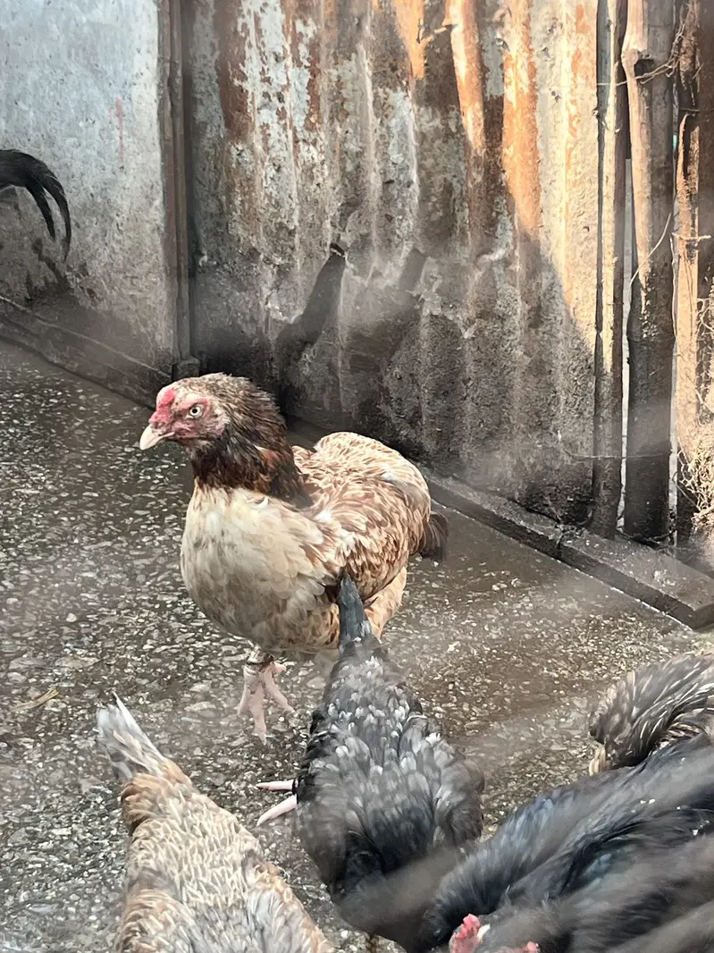 Aseel Mianwali Murgi for sale — photo 2