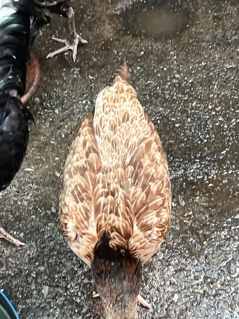 Aseel Mianwali Murgi for sale — photo 3