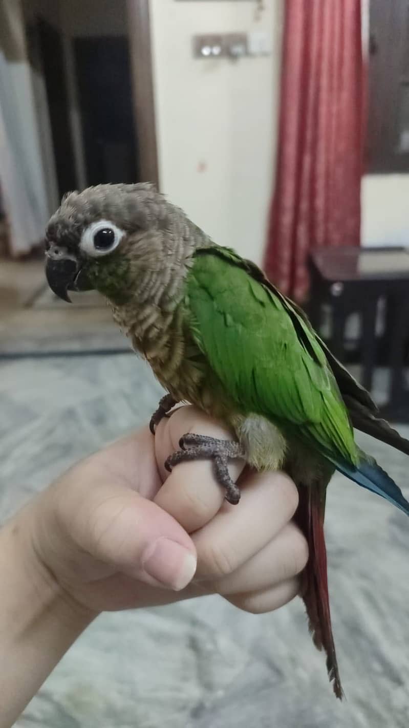 Tame Green Chick Conure 0