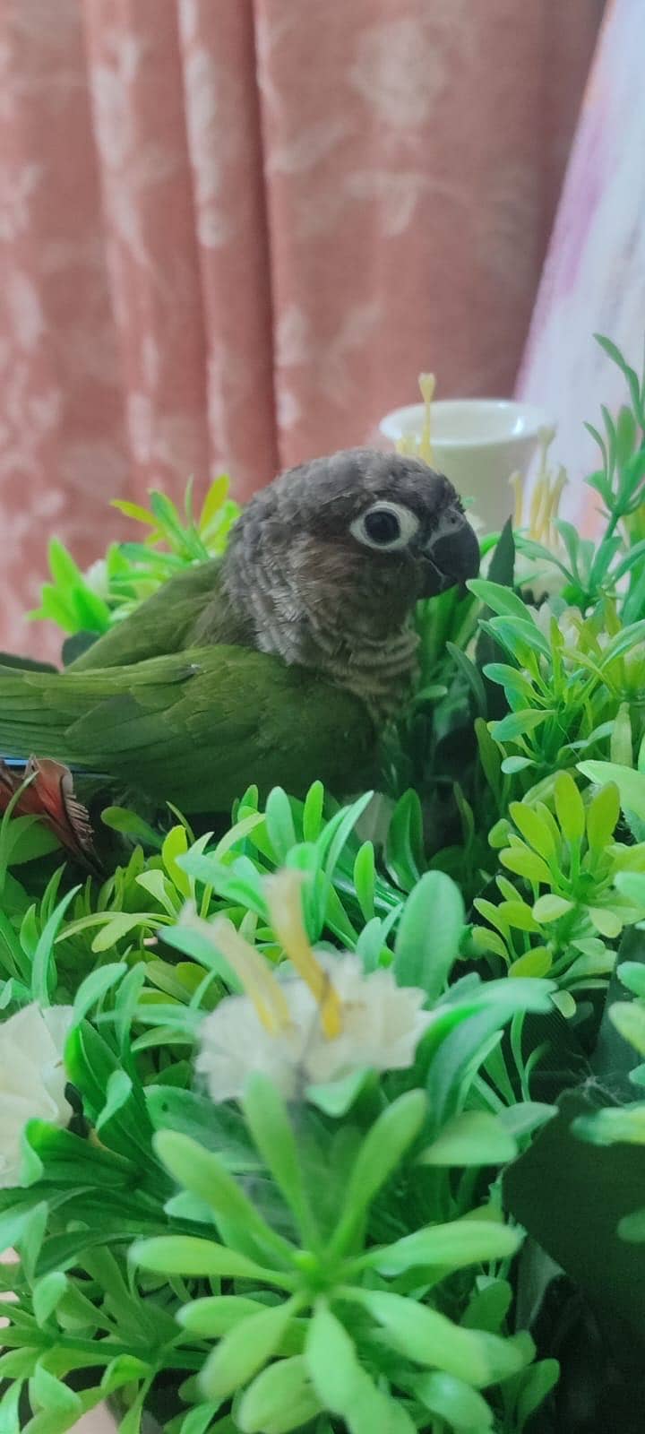 Tame Green Chick Conure 1