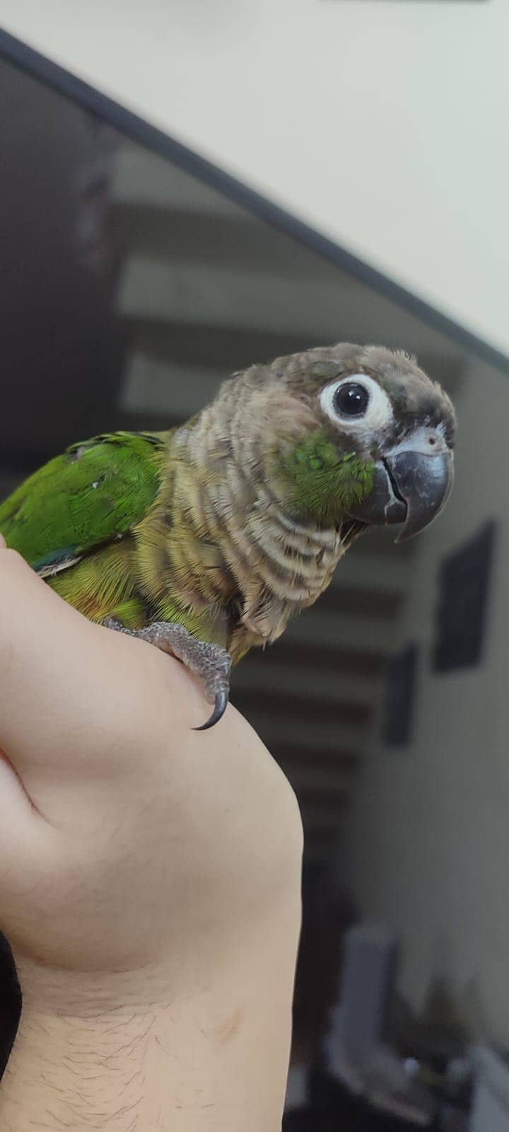 Tame Green Chick Conure 2