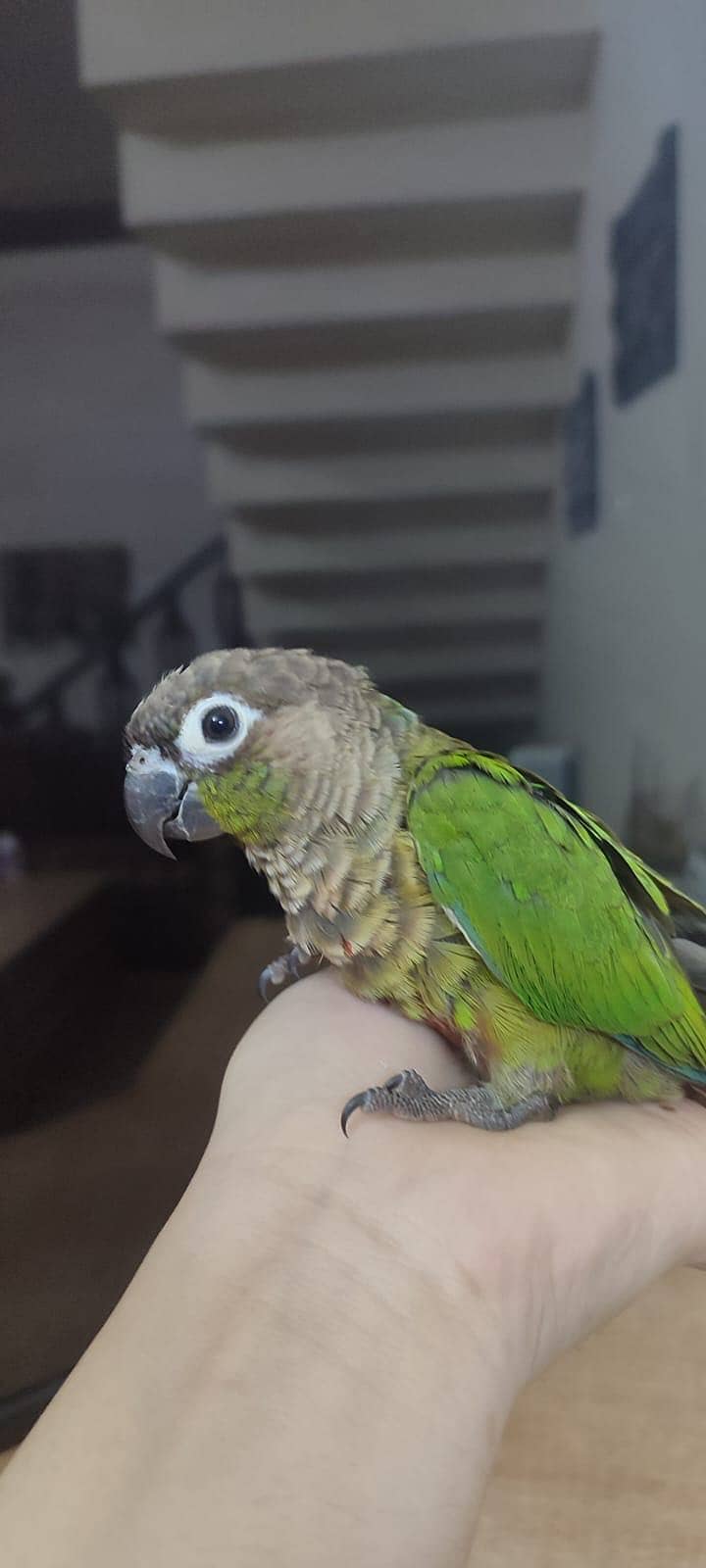 Tame Green Chick Conure 3